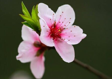 住宅风水怎么旺桃花运